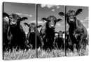 Monochrome Angus Cows Wall Art