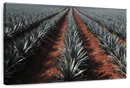 Agave Field Wall Art