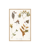 E.D Botanical Study