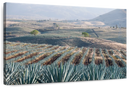Tequila Jalisco Agave Field Wall Art