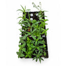 Rain Garden Live Plant Landscape Kit | Prairie Legacy Inc.
