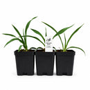 Rain Garden Live Plant Landscape Kit | Prairie Legacy Inc.