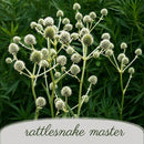 Rain Garden Live Plant Landscape Kit | Prairie Legacy Inc.