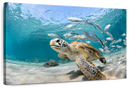 Curacao Fish And Turtle Wall Art