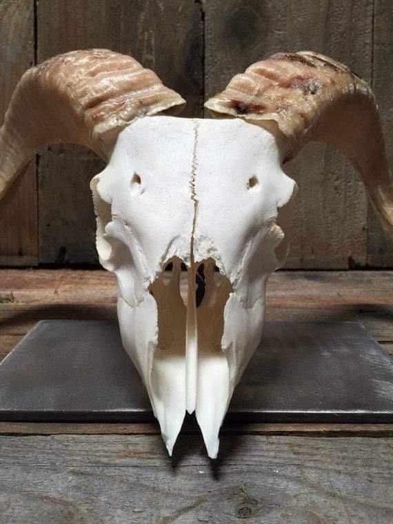 Real Ram Skull Display & Mounted
