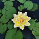 Realistic dark green & beige floating crocodile head garden water decor