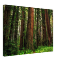 Redwood Ferns Print Metal Wall Art – California Forest Nature Scenic Wall Decor