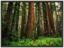 Redwood Ferns Print Metal Wall Art – California Forest Nature Scenic Wall Decor