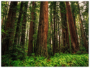 Redwood Ferns Print Metal Wall Art – California Forest Nature Scenic Wall Decor