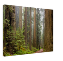 Redwood Forest Print Metal Wall Art – California Giant Trees Scenic Wall Decor