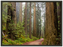 Redwood Forest - Print