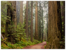 Redwood Forest - Print