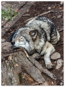 Resting Wolf - Print