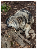 Resting Wolf - Print