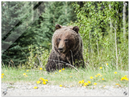 Roadside Bear - Print