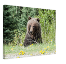 Roadside Bear - Print