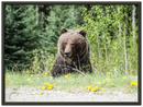 Roadside Bear - Print
