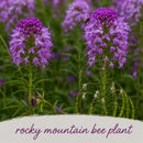 Deer & Rabbit Resistent Wildflower Bundle | Tall & Short Mini Mixes | Prairie Legacy Inc.