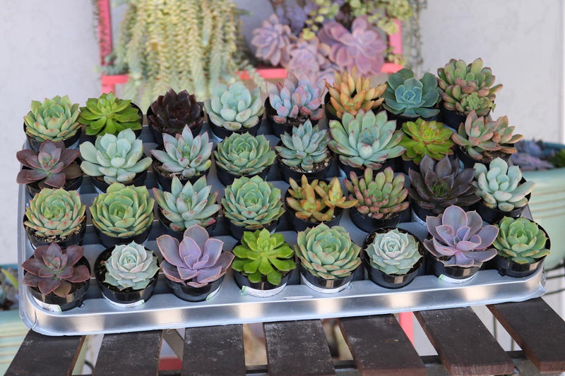 succulents bulk wedding 2.5" Rosette Wedding Favor Bulk Succulents