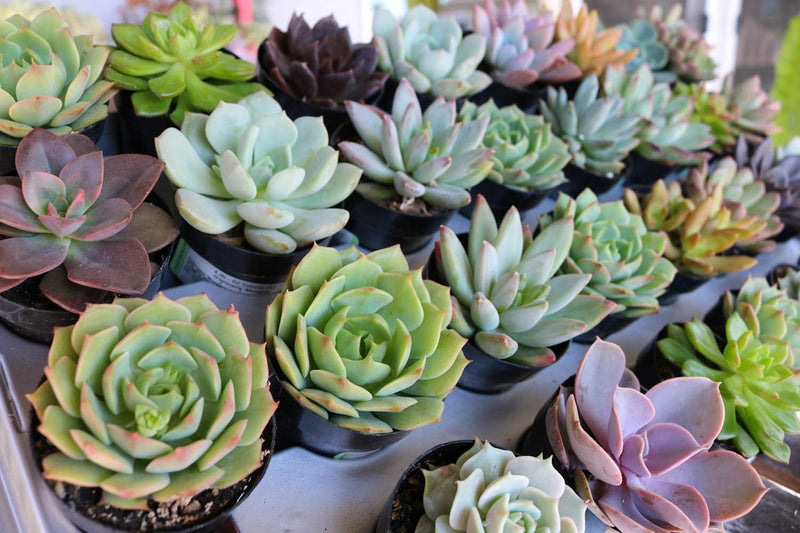 bulk succulents wedding 2.5" Rosette Wedding Favor Bulk Succulents
