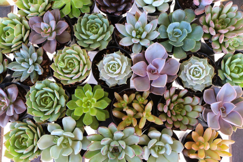 2.5" Rosette Wedding Favor Bulk Succulents