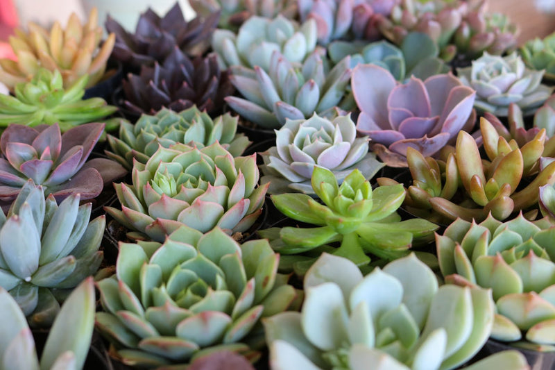 succulent rosette types 2.5" Rosette Wedding Favor Bulk Succulents