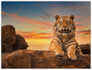 Safari Tiger - Print