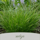 Chic & Shady Live Plant Landscape Kit | Prairie Legacy Inc.