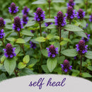 Mini Native Short Deer & Rabbit Resistent Seed Mix | Prairie Legacy Inc.