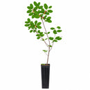 Hummingbird Garden Live Plant Landscape Kit | Prairie Legacy Inc.