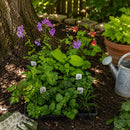 Chic & Shady Live Plant Landscape Kit | Prairie Legacy Inc.