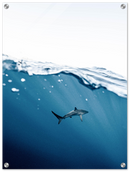 Shark Near Surface - Print