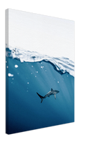 Shark Near Surface - Print
