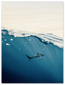 Shark Near Surface - Print