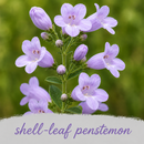 Mini Native Short Hummingbird Seed Mix | Prairie Legacy Inc.