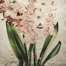 Hyacinth Memory Block Tile