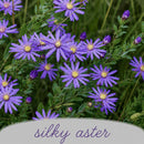 Pollinator Wildflower XL Bundle | Tall & Short Mini Mixes & Pollinator Prize | Prairie Legacy Inc.
