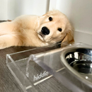 Clear Overflow Feeder Tray