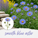Mini Seed Mix | Pollinator Patch | Tall & Short Options | Native | Prairie Legacy Inc