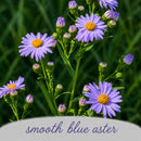 Backyard Bird Wildflower Bundle | Tall & Short Mini Mixes | Prairie Legacy Inc.