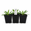 Rain Garden Live Plant Landscape Kit | Prairie Legacy Inc.