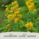 Hummingbird Wildflower Bundle | Tall & Short Mini Mixes | Prairie Legacy Inc.