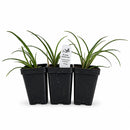 Hummingbird Garden Live Plant Landscape Kit | Prairie Legacy Inc.