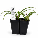 Front Yard Friendly Live Plant Landscape Kit | Prairie Legacy Inc.