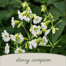 Chic & Shady Live Plant Landscape Kit | Prairie Legacy Inc.