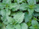 Seasonal Allergy Relief Blend, 30ml