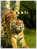 Stretching Tiger - Print