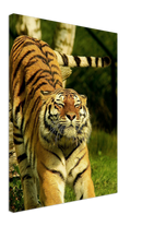 Stretching Tiger - Print