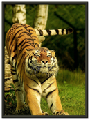 Stretching Tiger - Print
