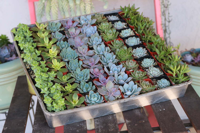 mini succulent plants bulk 2" Wedding Favor Bulk Succulents